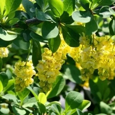 Барбарис ИНДИАН САММЕР   Барбарис ИНДИАН САММЕР  в Кургане