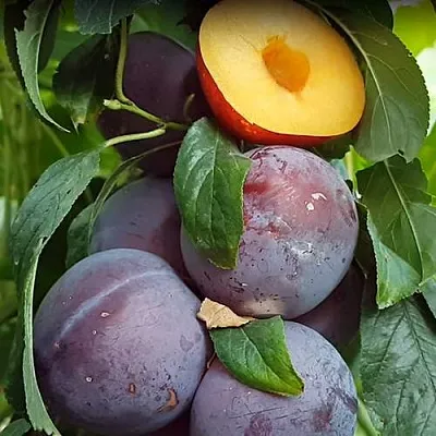 НЕКТАПРИУМ  НЕКТАПРИУМ в Кургане