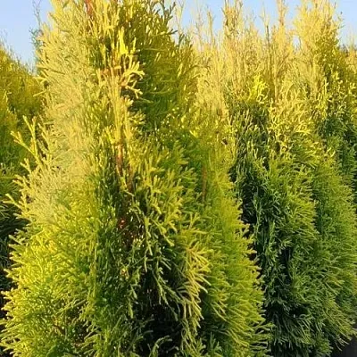 Туя ГОЛДЕН СМАРАГД западная  Туя ГОЛДЕН СМАРАГД западная в Кургане