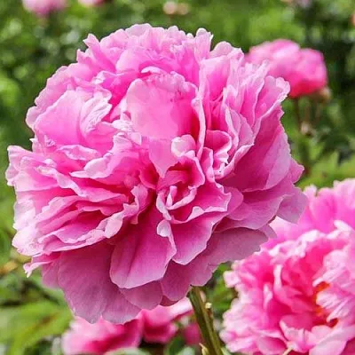 Пион АЛЕКСАНДР ФЛЕМИНГ травянистый  Пион АЛЕКСАНДР ФЛЕМИНГ травянистый в Кургане