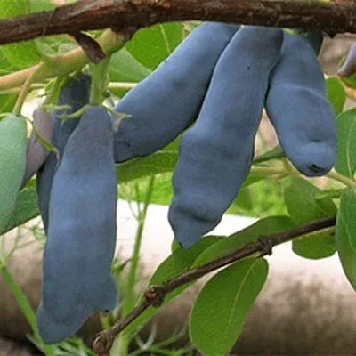 Жимолость съедобная ЛЕНИНГРАДСКИЙ ВЕЛИКАН  Жимолость съедобная ЛЕНИНГРАДСКИЙ ВЕЛИКАН в Кургане