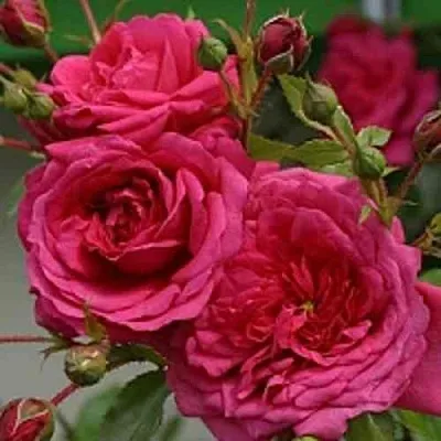 Саженцы роз ЛАГУНА плетистая  Саженцы роз ЛАГУНА плетистая в Кургане