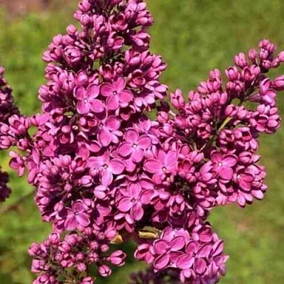 Сирень ЗНАМЯ ЛЕНИНА  Сирень ЗНАМЯ ЛЕНИНА в Кургане