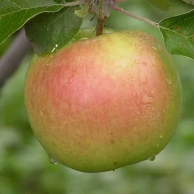 Яблоня БРЯНСКОЕ ЗОЛОТИСТОЕ  Яблоня БРЯНСКОЕ ЗОЛОТИСТОЕ в Кургане