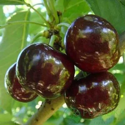 Черешня СВИТХАРТ  Черешня СВИТХАРТ в Кургане