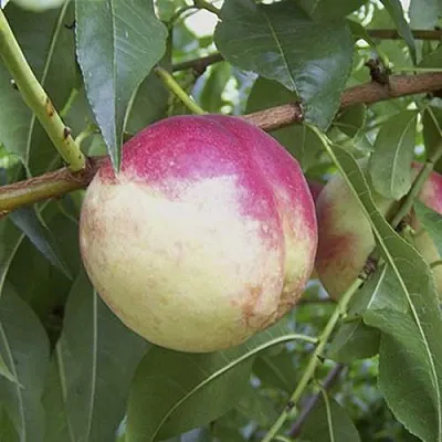 ПИЧЕРИН  ПИЧЕРИН в Кургане