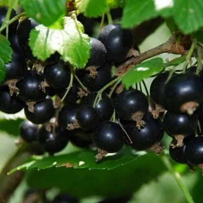 Смородина черная ГЛОБУС в Кургане