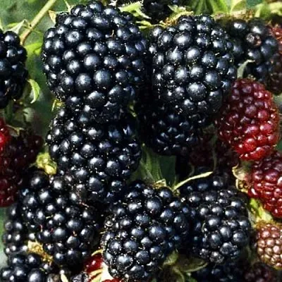 Ежевика ЭВЕРГРИН бесшипная  Ежевика ЭВЕРГРИН бесшипная в Кургане