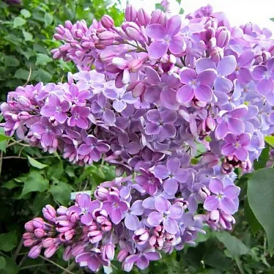 Сирень ОЛЯ  Сирень ОЛЯ в Кургане