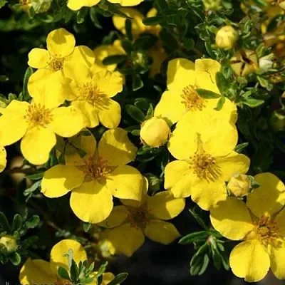 Лапчатка ХАКМАНС ГИГАНТ кустарниковая  Лапчатка ХАКМАНС ГИГАНТ кустарниковая в Кургане