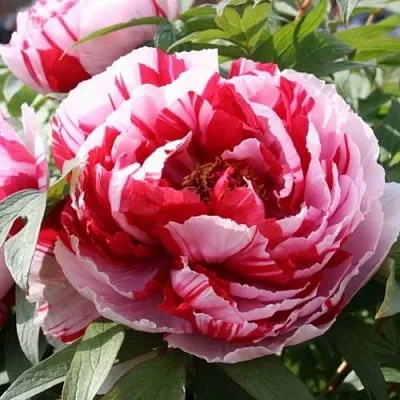 Пион РЕД ВИЗ ПИНК древовидный в Кургане