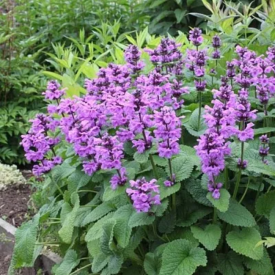 Буквица крупноцветковая в Кургане