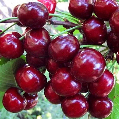 Вишня ЖУКОВСКАЯ в Кургане