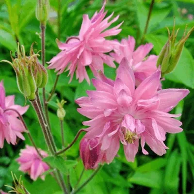 Аквилегия БАРЛОУ ПИНК гибрид МакКаны — описание сорта Аквилегия БАРЛОУ ПИНК гибрид МакКаны в Кургане