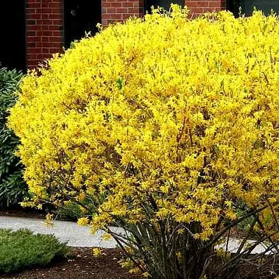 Форзиция ЛИНВУД  Форзиция ЛИНВУД в Кургане