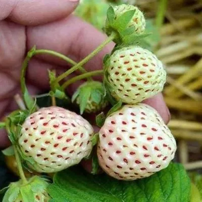 Клубника АНАНАСА ремонтантная в Кургане