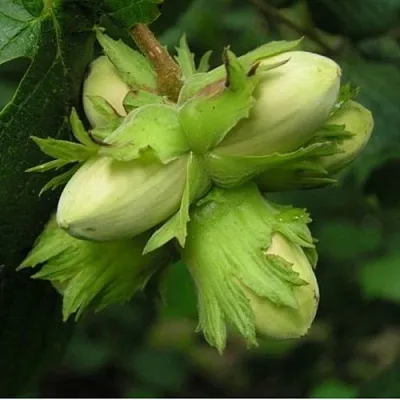 Фундук ТАМБОВСКИЙ ПОЗДНИЙ в Кургане