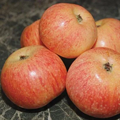Яблоня КОНФЕТНОЕ в Кургане