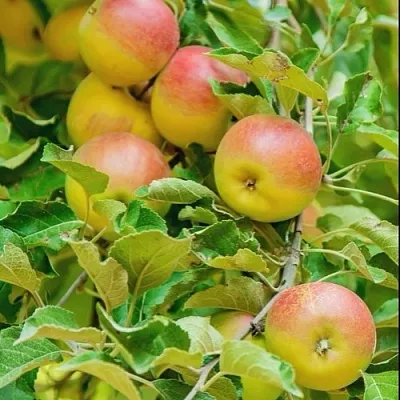 Яблоня ПАМЯТЬ БЛЫНСКОГО колонновидная  Яблоня ПАМЯТЬ БЛЫНСКОГО колонновидная в Кургане