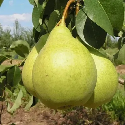 Груша МЕДОВАЯ колонновидная  Груша Медовая Колонновидная в Кургане