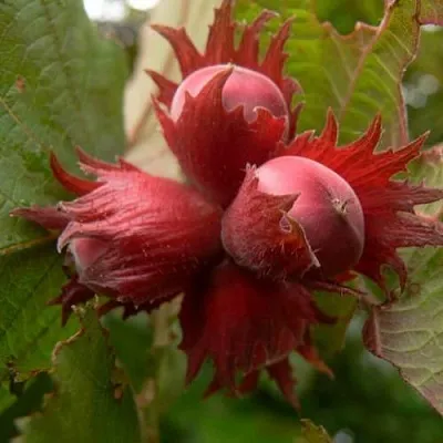 Фундук МОСКОВСКИЙ РУБИН в Кургане