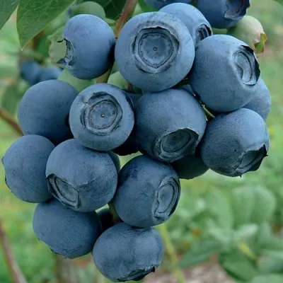 Голубика РУБЕЛ  Голубика РУБЕЛ в Кургане