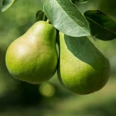 Груша Г-1 колонновидная  Груша Г-1 колонновидная в Кургане