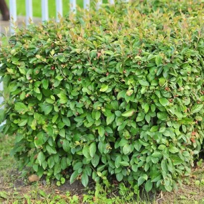 Кизильник блестящий в Кургане