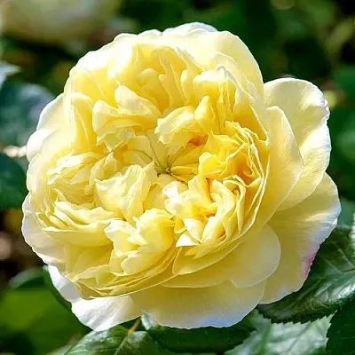 Саженцы роз ЧАРЛЬЗ ДАРВИН английская  Саженцы роз ЧАРЛЬЗ ДАРВИН английская в Кургане