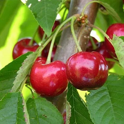 Черешня 15-26-5  Черешня 15-26-5 в Кургане