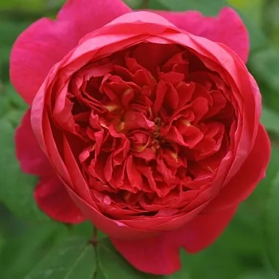 Саженцы роз БЕНДЖАМИН БРИТТЕН шраб  Саженцы роз БЕНДЖАМИН БРИТТЕН шраб в Кургане