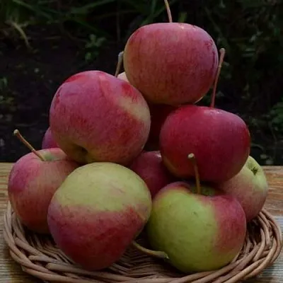 Яблоня РОДНИКОВАЯ  Яблоня РОДНИКОВАЯ в Кургане