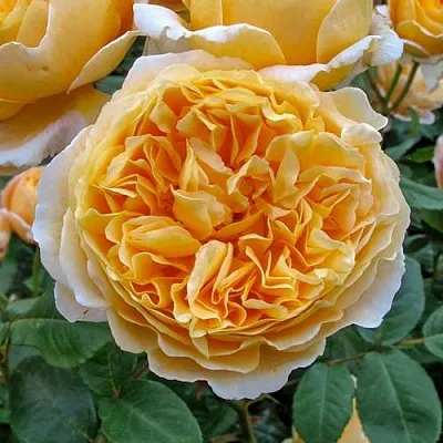 Саженцы роз БЕАТРИС английская  Саженцы роз БЕАТРИС английская в Кургане