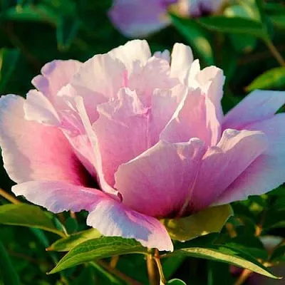 Пион ВРАТА ХРАМА древовидный   Пион ВРАТА ХРАМА древовидный  в Кургане