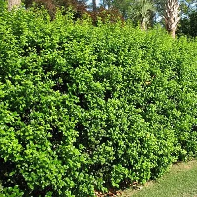 Живая изгородь  Живая изгородь в Кургане