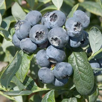 Голубика БРИГИТТА в Кургане