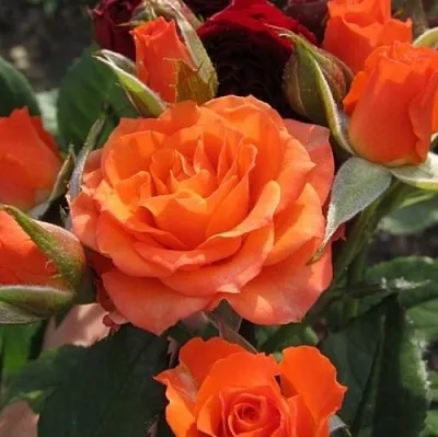 Саженцы роз АЛЕГРИЯ спрей  Саженцы роз АЛЕГРИЯ спрей в Кургане