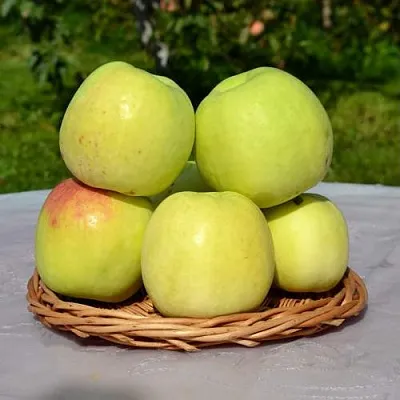 Яблоня БИРСКОЕ ГРУШЕВОЕ (БИЧИК)  Яблоня БИРСКОЕ ГРУШЕВОЕ (БИЧИК) в Кургане