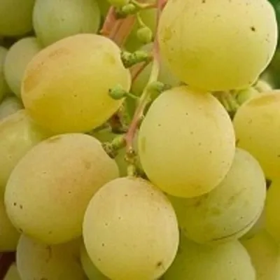 Виноград ТАЛИСМАН в Кургане