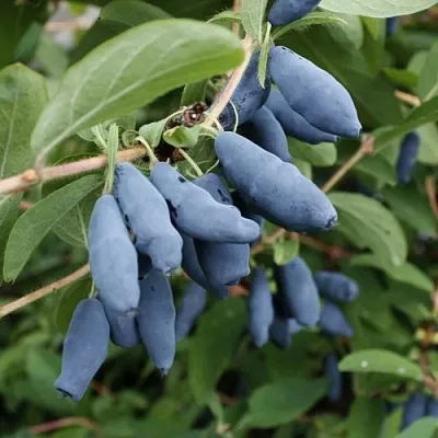Жимолость съедобная ТОМИ японская  Жимолость съедобная ТОМИ японская в Кургане