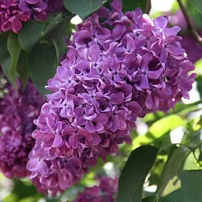 Сирень КАПИТАН ГАСТЕЛЛО  Сирень КАПИТАН ГАСТЕЛЛО в Кургане