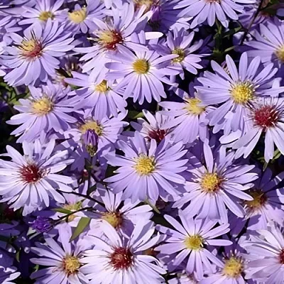 Астра БЛЮ ХЕВЕН сердцелистная в Кургане