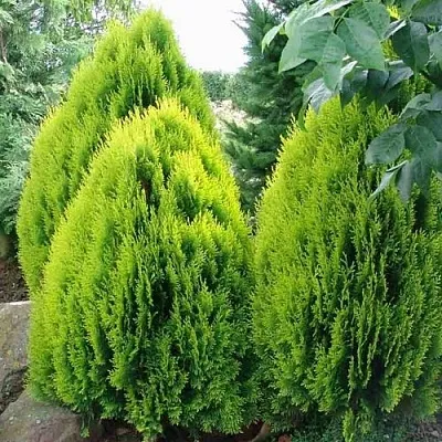 Туя восточная  Туя восточная в Кургане