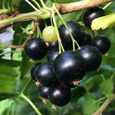 Смородина чёрная ДАБРАДЗЕЯ в Кургане