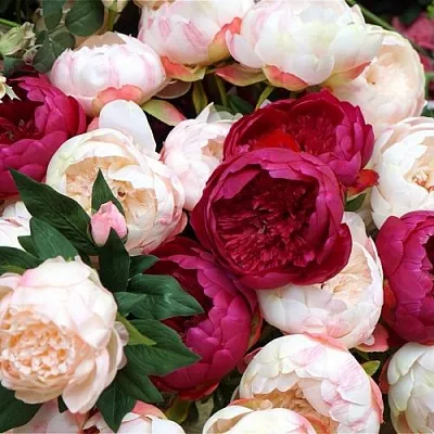 Пионы  Пионы в Кургане