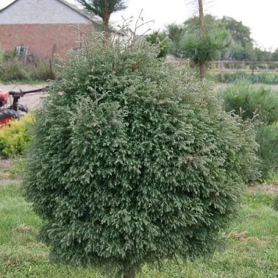 Туя вересковидная  Туя вересковидная в Кургане