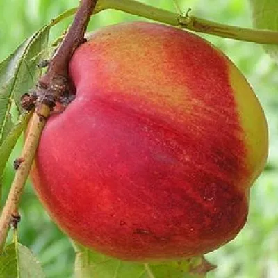 Нектарин СТАРК РЕД ГОЛД  Нектарин СТАРК РЕД ГОЛД в Кургане