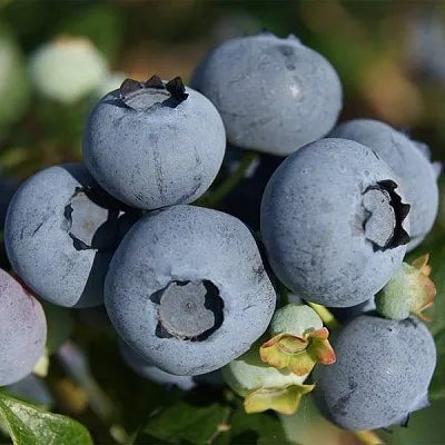 Высокорослые сорта  в Кургане