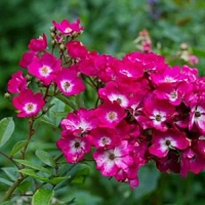 Саженцы роз МАРДЖОРИ ФЕЙР полиантовая  Саженцы роз МАРДЖОРИ ФЕЙР полиантовая в Кургане