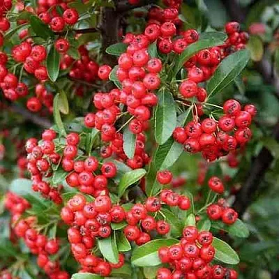 Пираканта РЕД КУИШОН  Пираканта РЕД КУИШОН в Кургане